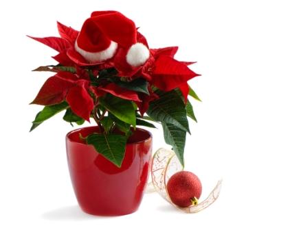 christmas flowers and gifts
